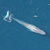 Загорающие киты