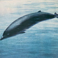 Командорский ремнезуб