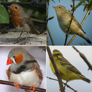 Перелетные певчие птицы (вверху: слева европейская малиновка, справа садовая славка) в отличие от своих неперелетных собратьев (внизу: слева полосатый зяблик, справа канарейка) ориентируются в темноте по звездам и магнитному полю Земли (фото с сайтов peterbasterfield.co.uk, www.rothervalley.f9.co.uk, www.finchaviary.com, www.kenyabirds.org.uk)