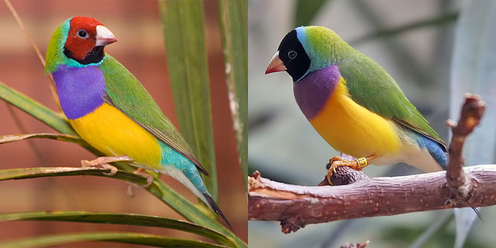 Амадина Гульда: красноголовая и черноголовая формы. Фото с сайтов martybugs.net и farm1.static.flickr.com