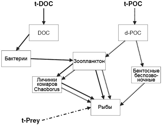 Схема основных путей переноса в водоеме углерода органического вещества, поступившего с суши: t-DOC — растворенное органическое вещество, t-POC — взвешенное органическое вещество, t-Prey — вещество жертв. Показаны только некоторые блоки модели: бактерии, зоопланктон, личинки комаров Chaoborus (хищники, нападающие на планктонных животных), бентосные беспозвоночные, рыбы. Сплошные стрелки показывают пути органического углерода, поступившего с растворенным органическим веществом и усвоенного сначала бактериями. Стрелки из точек — пути вещества, поступившего в виде взвеси и потребленного сначала зоопланктоном. Стрелки из точек и тире — путь от наземных мелких животных, попавших в водоем и съеденных рыбами. (DOC — dissolved organic carbon; d-POC — detrital particulate organic carbon). Рисунок из обсуждаемой работы в Ecology Letters