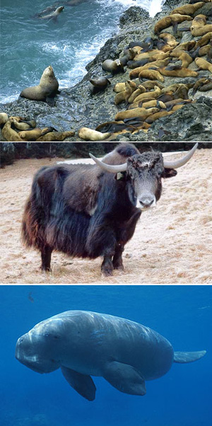 Три представителя крупных млекопитающих, данные по которым использованы в обсуждаемой работе. По массе тела они наиболее близки к среднему значению для этой группы (369,5 кг). Сверху вниз: сивуч (Eumetopias jubatus) — часть лежбища, занятого самцом и гаремом самок; фото с сайта www.enature.com, © Michael H. Francis; як (Bos grunniens), фото с сайта www.cwca.org.cn; дюгонь (Dugong dugon), фото с сайта savci.upol.cz, © Duane Yates 1999