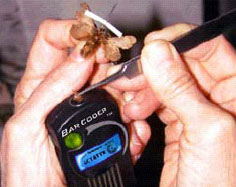 Карманный мобильный секвенатор (изображение с сайта www.barcoding.si.edu)