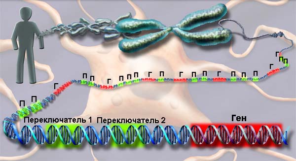 Таких последовательностей ДНК, выполняющих роль переключателей, выделено уже 10 000 (Г — ген, П — переключатель). Изображение с сайта www.nsf.gov