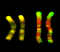 Если паттерны метиляции для трехлетних близнецов (слева) практически неразличимы, то у 50-летних (справа) различия, выделенные красным цветом, видны очень хорошо (изображение с сайта www.sciam.com)