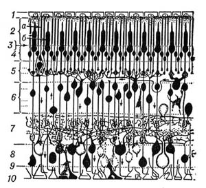 Сетчатка глаза тщательно отбирает информацию, прежде чем передать ее в мозг (изображение с сайта www.rubricon.com)