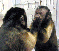 Увидев свое отражение, капуцин сразу чувствует неладное (фото с сайта www.sciam.com)