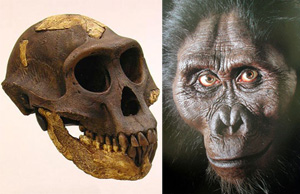 Знаменитая Люси до (слева) и после реконструкции (изображение с сайтов www.dentalgain.org и metamedia.stanford.edu)