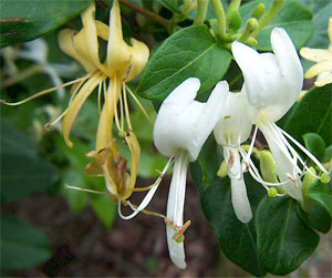 Ради этого заморского деликатеса американские мушки готовы на все (фото с сайта www.desotostatepark.com)