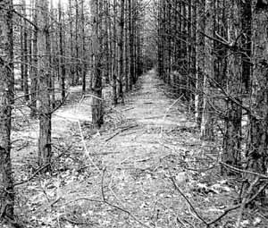 Зеленые насаждения иногда могут привести к обратному эффекту (фото с сайта www.fao.org)