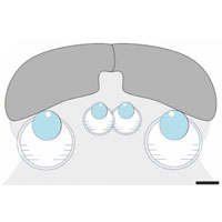 У первых позвоночных было две пары глаз