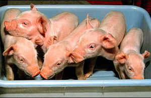 До сих пор такие клонированные поросята рождались только за пределами Китая (фото с сайта www.ananova.com)