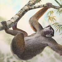 Археоиндри на дереве