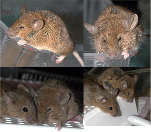 У мышей с заблокированным синтезом дофамина появились все симптомы паркинсонизма — затруднение в движениях, тремор, напряженные мышцы (фото с сайта biology.plosjournals.org)