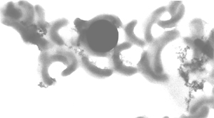 Микрофотография клеток SAR11. Для сравнения, диаметр черного круга в центре — 1/2000 мм, или 0,5 микрона (фото с сайта oregonstate.edu)