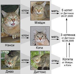 Родословная африканских диких кошек Одюбоновского центра исследования исчезающих видов.