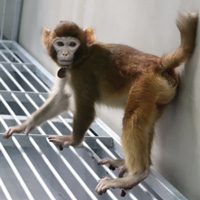 Клонированный детеныш макаки в возрасте 17 месяцев