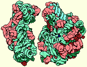 Рибосома состоит из двух субчастиц — большой (справа) и малой (слева). Обе они состоят из длинных цепочек РНК (зеленые) и белков (красные). В процессе синтеза новых белков две субчастицы рибосомы соединяются, охватывая при этом цепочку матричной РНК. Перемещая эту РНК на три нуклеотида за шаг, рибосома осуществляет синтез белка. Рисунок с сайта "Molecule of the Month"