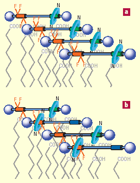 Принцип действия молекулярного мотора.