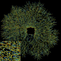 Мицелий весёлки обыкновенной и результат его автоматического распознавания