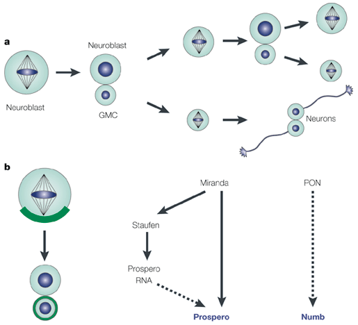 Так в норме происходит деление нейробластов дрозофилы: a) одна из дочерних клеток — такой же нейробласт, другая — меньшая — после еще одного деления превращается в две дифференцированных нервных клетки; b) перед делением на месте будущей дифференцированной дочерней клетки скапливаются специальные белки, обеспечивающие асимметричное деление (изображение с сайта mglinets.narod.ru)