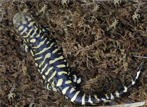 Тигровая саламандра (фото с сайта www.biosurvey.ou.edu)