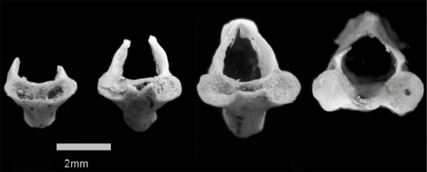 Четыре типа шейных позвонков соответствуют четырем возрастным категориям саламандр (слева направо: Young Larval, Young Terrestrial, Paedomorphs и Old Terrestrial). Фото с сайта www.biomedcentral.com