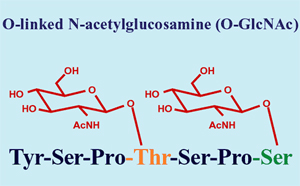 O-GlcNAc-модифицированные белки (изображение с сайта www.glycoforum.gr.jp)