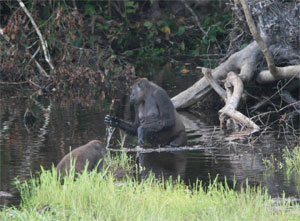 Горилла Лея использует палку для измерения глубины водоема (фото с сайта biology.plosjournals.org)