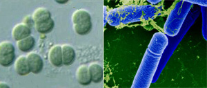 Японским ученым удалось геном бактерии Synechocystis (слева) полностью перенести в бактерию Bacillus subtilis (справа). Фото с сайтов protist.i.hosei.ac.jp и www.microscopyconsulting.com