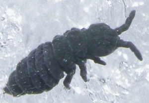 «Снежная» блоха не замерзает даже при температуре минус 6 градусов (фото с сайта qnc.queensu.ca)