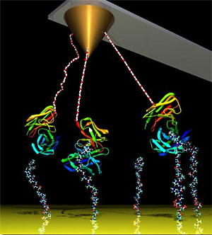 Измерение силы связи между несколькими парами антитело-антиген при помощи атомного силового микроскопа (рисунок с сайта www.llnl.gov)
