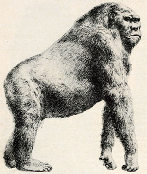 Гигантопитеки, масса которых зачастую превышала 500 кг, достигали в высоту трех метров и, возможно, перемещались на четвереньках. Правда, рассуждения о способе передвижения гигантопитеков — чистой воды спекуляция, поскольку в распоряжении ученых имеются лишь наборы зубов и челюстей разной степени сохранности (изображение с сайта www.mcmaster.ca)