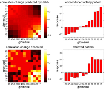 Слева: предсказанная Хеббом матрица активности нейронов в клубочках антеннальной доли мозга пчелы (вверху); зафиксированный в эксперименте след события очень похож на предсказанный Хеббом (внизу). Справа: нейронная активность в ответ на новый запах (вверху); нейронная активность через 2 минуты после устранения нового запаха (внизу). Изображение с сайта www.cmu.edu
