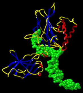 Пространственная структура фактора транскрипции NF-кB (рис. сайта gibk26.bse.kyutech.ac.jp)