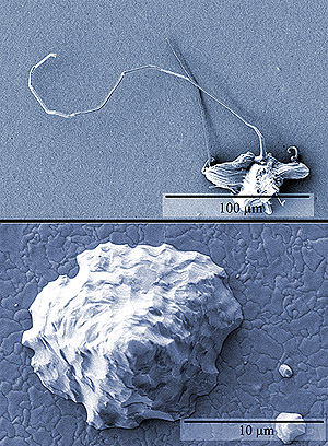 Вверху: электронная микрофотография волокна на поверхности медно-оловянного сплава. Изображения получены через 176 дней после нанесения покрытия. Внизу: микрофотография бугорка на поверхности, покрытой чистым оловом (фото с сайта www.nist.gov, из статьи Boettinger et al., Acta Materialia, 5033-5050)