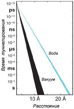 Зависимость времни туннелирования электронов от расстояния (рис. с сайта authors.library.caltech.edu)