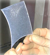 Слой фибробластов готов для сворачивания в трубочку (фото с сайта www.cytograft.com)