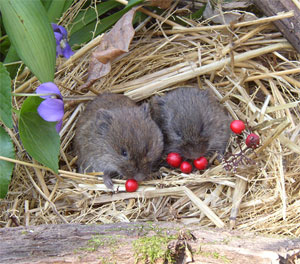 Любовь до гроба — девиз многих грызунов (фото с сайта www.yerkes.emory.edu)