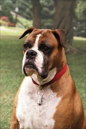 Таша, боксер, чей генетический код подвергся секвенированию (фото: National Human Genome Research Institute)