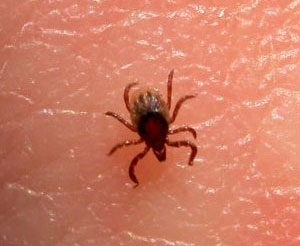 Заразиться клещевым энцефалитом можно уже в первые минуты после того, как иксодовый клещ присосался к жертве (фото с сайта www.biologie.uni-hamburg.de)