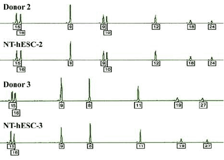 Генетические отпечатки для двух пар клеток — соматической клетки пациента (Donor) и созданной с использованием его генома эмбриональной стволовой клетки (ESC). Видно, что в первом случае отпечатки совпадают практически идеально, а во втором, несмотря на сходство, имеются небольшие различия (рис. из приложения к статье в журнале Science)
