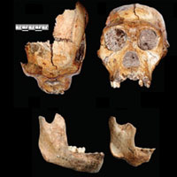 Первую кость нового вида гоминид — правую ключицу мальчика 12–13 лет — нашел 15 августа 2008 года девятилетний Мэттью (на фото), сын палеоантрополога Ли Бергера. Отец сначала включил Мэттью в список соавторов, но рецензенты журнала Science не одобрили эту идею. Фото из популярного синопсиса к обсуждаемой статье в Science