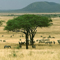 Африканская саванна — колыбель человечества. Фото с сайта film-onlin.info