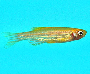 Изучение пигментации золотой рыбки-зебры привело к весьма любопытному открытию (фото с сайта www.jjphoto.dk)