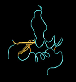 При повышении вдвое инсулиноподобного фактора роста IFG2 (на рисунке — молекула IFG2) у мышей с мутацией, способствующей раку кишечника, опухоли у них возникали в два раза чаще (изображение с сайта www.bris.ac.uk)