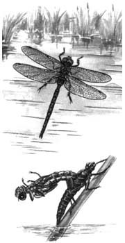 Стрекоза. Рисунок с сайта bio.1september.ru