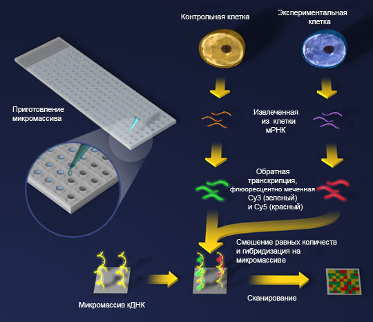 Микромассив кДНК (изображение с сайта www.bioteach.ubc.ca)