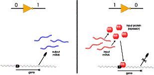 Цветная биохимическая логическая схема может найти применение, например, в качестве детектора боевых отравляющих веществ (изображение с сайта www.ee.princeton.edu)