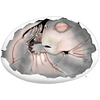 На юге Африки было найдено первое окаменевшее яйцо листрозавра — представителя ранних синапсид